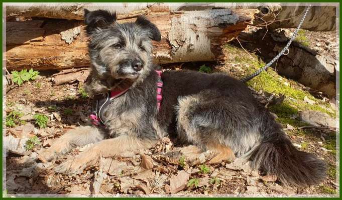 Wald Bild-Beitrag-Bild