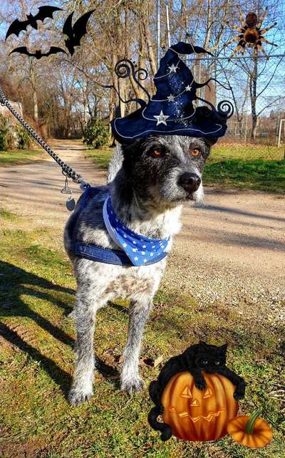 Fotochallange Nr.53 "HALLOWEEN"-Beitrag-Bild