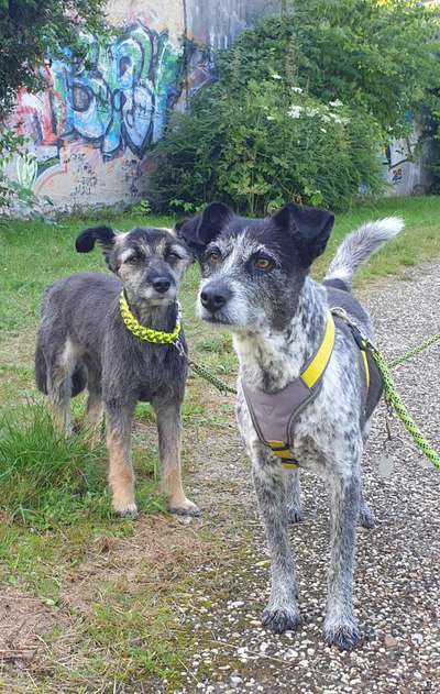 BIG LOVE :) mit 2 Hunden❣️-Beitrag-Bild