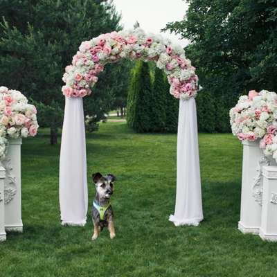 Photomontagen mit Hund-Beitrag-Bild