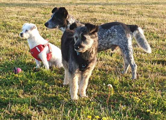 Bester Freund, Hundekumpel - zeigt her!-Beitrag-Bild