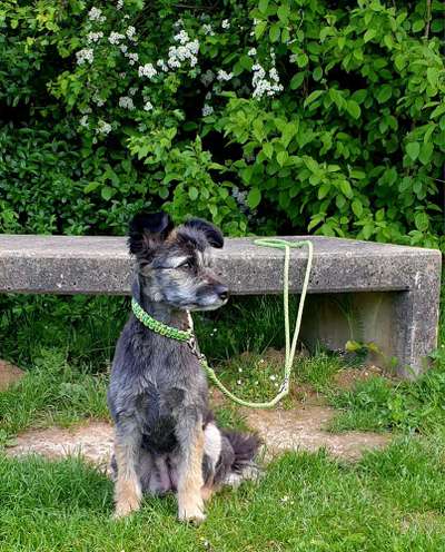 Dogorama Photo Challenge - an der Leine-Beitrag-Bild