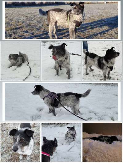 13. Collage- Challenge 
Beschäftigung in der kalten Jahreszeit-Beitrag-Bild