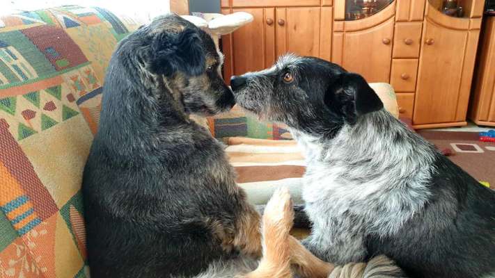 Ein Bild der großen Liebe eures Hundes-Beitrag-Bild