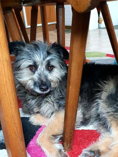 Dogorama Photo Challenge - Durchblick-Beitrag-Bild