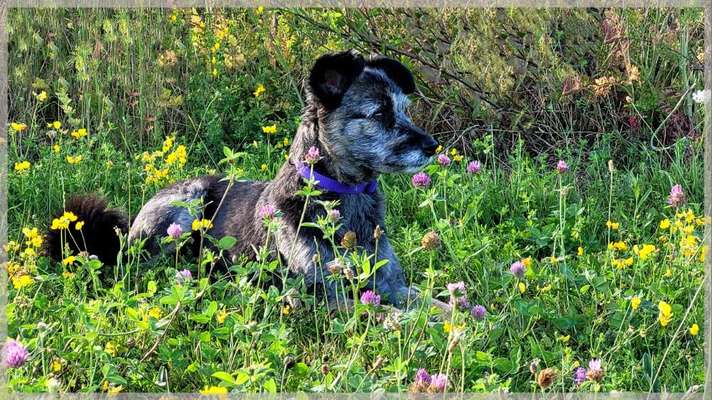 4. Farben/Fotochallenge:          Bunt und Farbenfroh-Beitrag-Bild