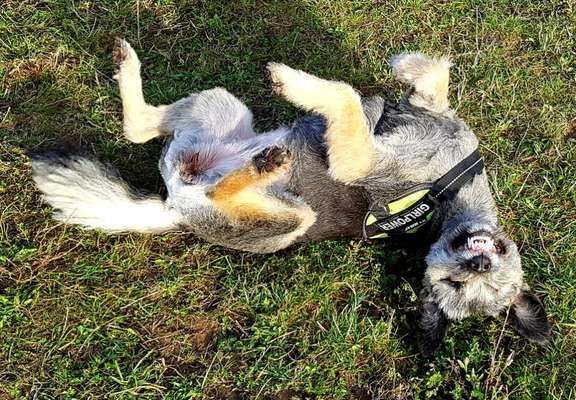 Lachen😀 eure Hunde auch so gerne😂-Beitrag-Bild