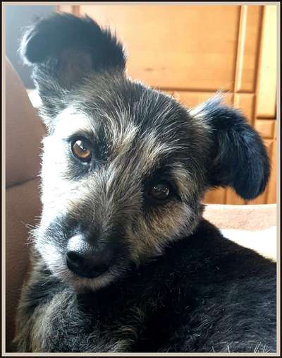 CHALLENGE NR. 19 - Der Hundeblick-Beitrag-Bild