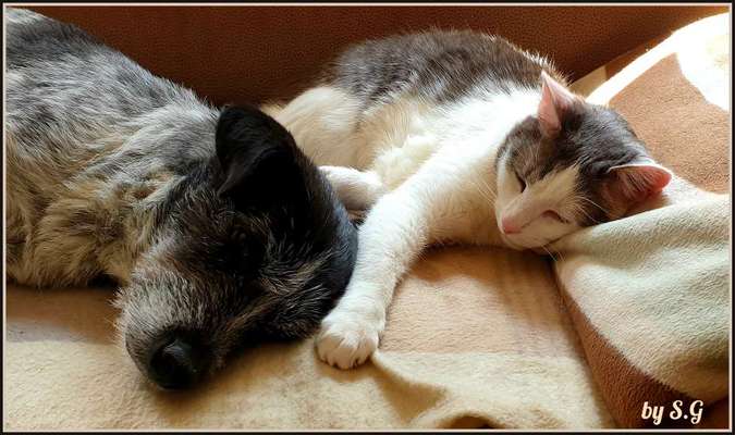 Hund und Katz Momente-Beitrag-Bild