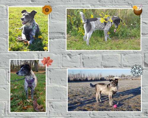 1. Fotochallenge Collagen - 4 Jahreszeiten-Beitrag-Bild