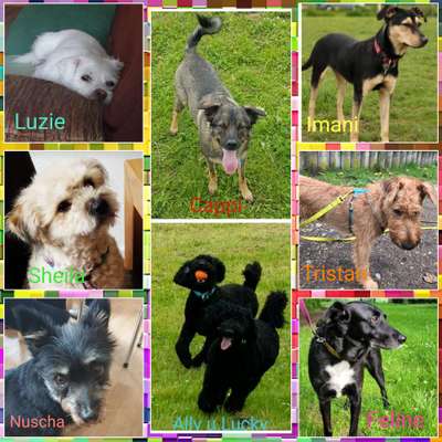 40.Collagen Challenge - Hundefreunde-Beitrag-Bild