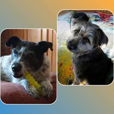 Foto's und Hundemodels-Beitrag-Bild