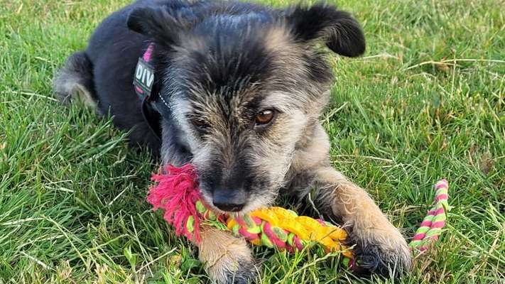 Zeige deinen Schatz mit seinem Lieblingsspielzeug.-Beitrag-Bild