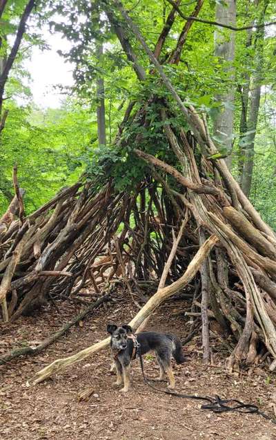 Dogorama Photo Challenge - Mein Holz und ich-Beitrag-Bild