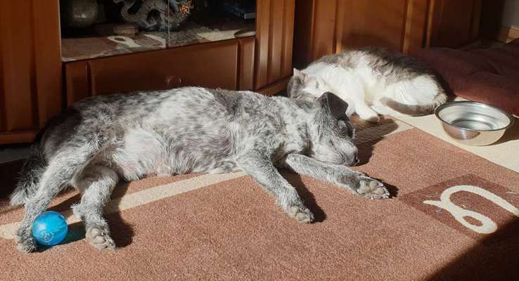 Dogorama Photo Challenge - Zeigt her eure Bäuche-Beitrag-Bild