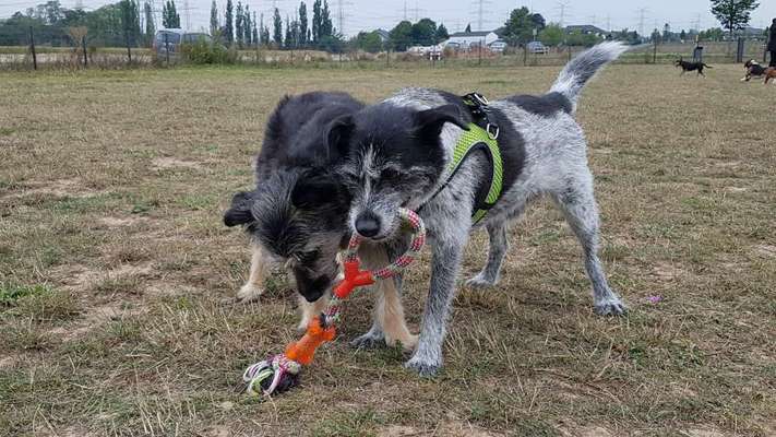 eingezäunte Hundewiesen im Rhein-Erft-Kreis und Umland Köln-Beitrag-Bild