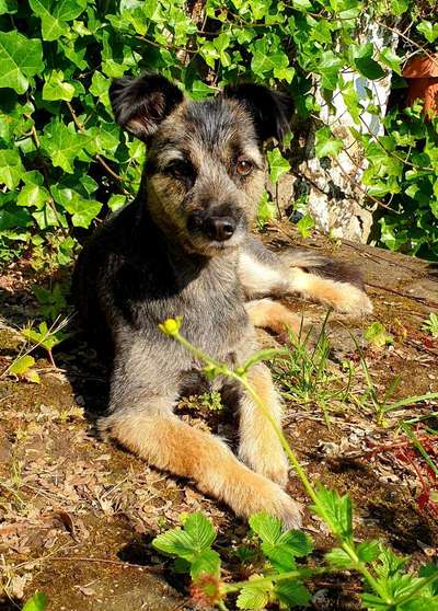 Challenge 23 : "  Euer Hund beim Frühlingserwachen "-Beitrag-Bild