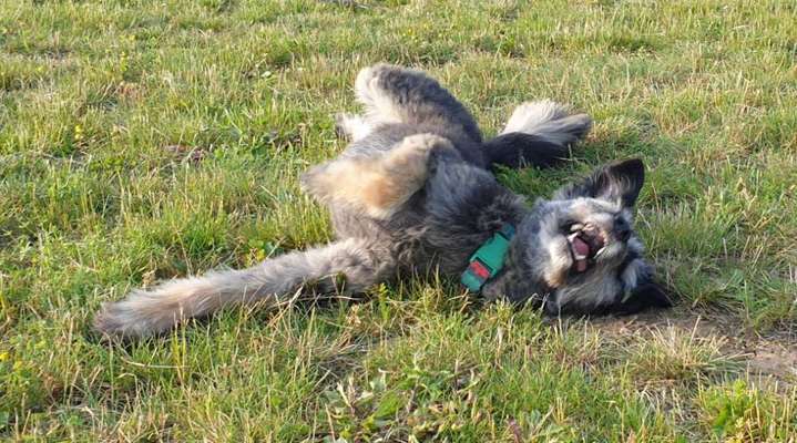 Dogorama Photo Challenge - Wälzen-Beitrag-Bild