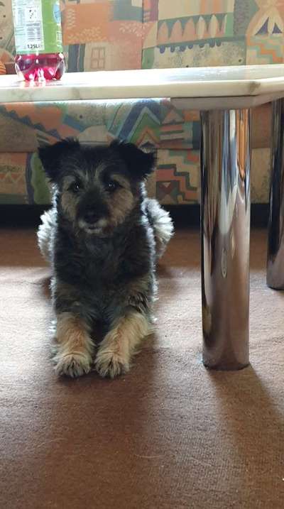 31. Handy - Fotochallenge
Vierbeiner mit am Tisch-Beitrag-Bild