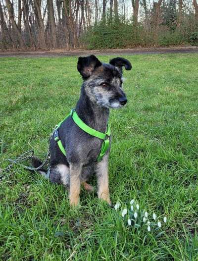 Dogorama Photo Challenge - die ersten Frühjahrsblumen-Beitrag-Bild