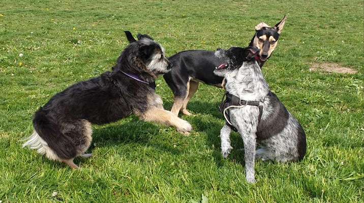 Challenge Nr. 16         Dynamik - Dein Hund in Bewegung-Beitrag-Bild