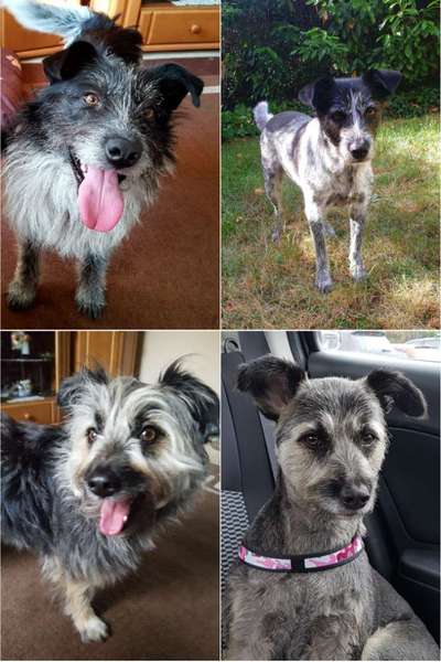 TierschutzhundeStammtisch🐕-Beitrag-Bild