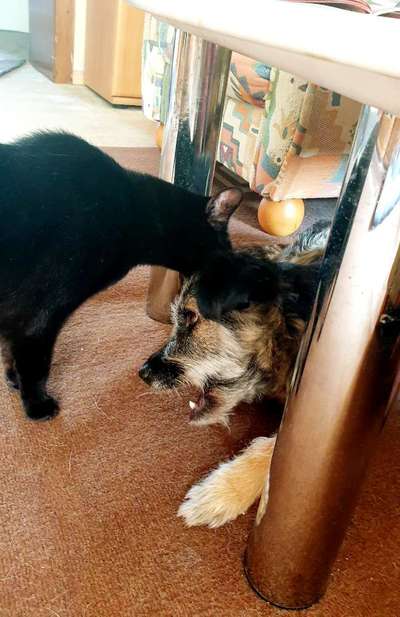 FOTOCHALLENGE 68: Dein Hund und sein bester Freund-Beitrag-Bild