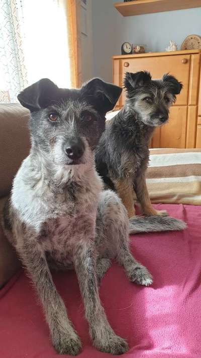 TierschutzhundeStammtisch🐕-Beitrag-Bild