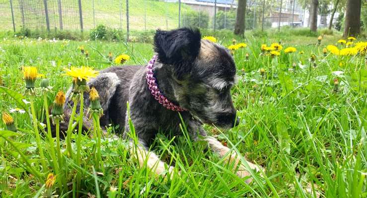 Fotochallange 63: "Dein blühendes Hündchen"-Beitrag-Bild