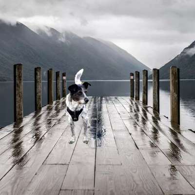 Photomontagen mit Hund-Beitrag-Bild