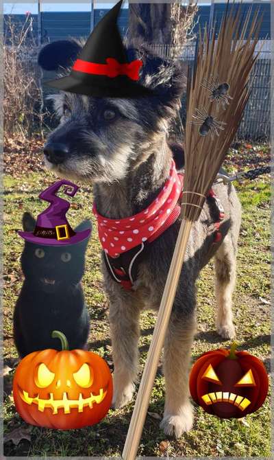 Fotochallange Nr.53 "HALLOWEEN"-Beitrag-Bild