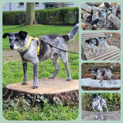 31. Collagen Challenge - Bänke/ Steine /Baumstümpfe-Beitrag-Bild