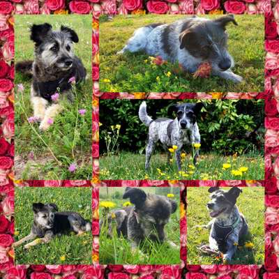 27. Collagen Challenge - Dein Hund mit Blume(n)-Beitrag-Bild