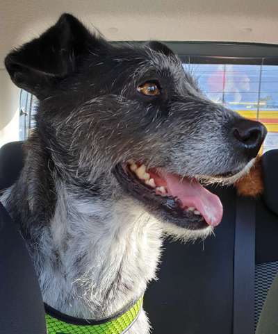 FOTOCHALLENGE 70 - Dein Hund im Auto-Beitrag-Bild