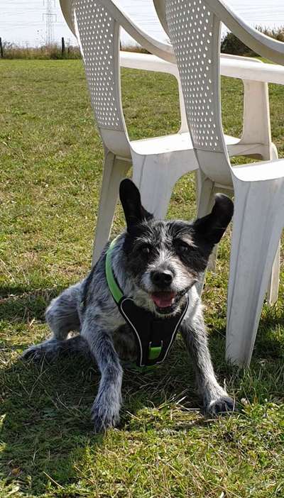 Foto Challenge Nr. 137 - Lass die Ohren fliegen-Beitrag-Bild