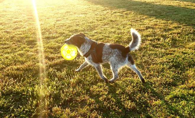 Challenge 23 : "  Euer Hund beim Frühlingserwachen "-Beitrag-Bild