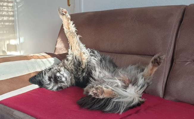 Challenge Nr 14
Eure Fellnasen auf ihrem Lieblingsplatz-Beitrag-Bild