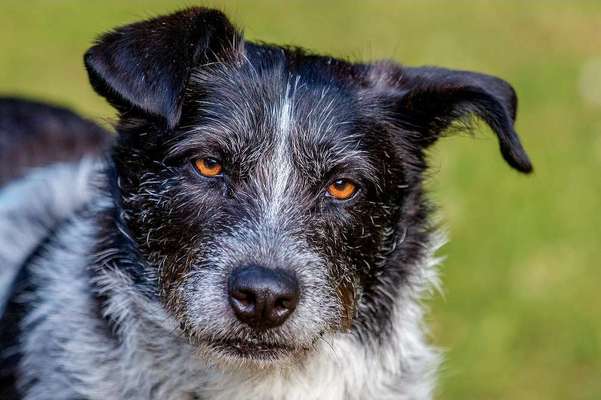 Dogorama Photo Challenge - Portrait-Beitrag-Bild