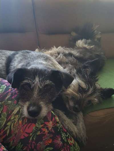 Fotochallenge 32 - Mein Schoßhündchen-Beitrag-Bild