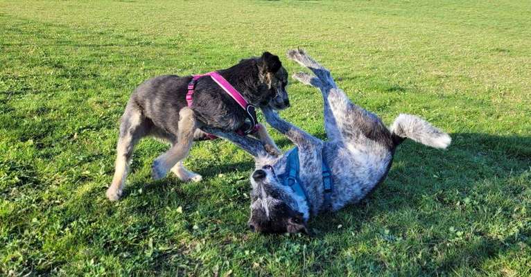 Dogorama Photo Challenge - Hunde in Action-Beitrag-Bild