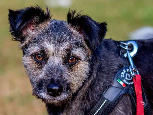 Dogorama Photo Challenge - Portrait-Beitrag-Bild