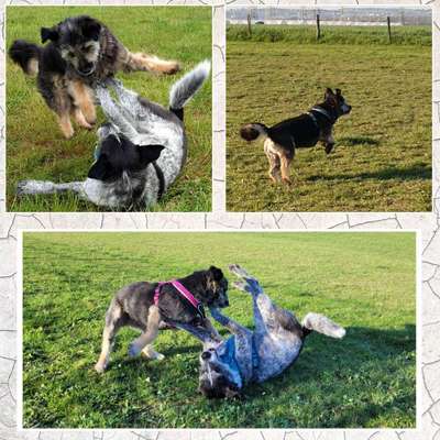 17. Collage Challenge / Springende Fellnasen-Beitrag-Bild