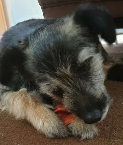 Fotochallenge 31 - Das perfekte Hundedinner-Beitrag-Bild