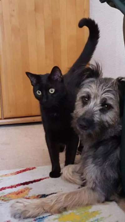 Hund und Katz Momente-Beitrag-Bild