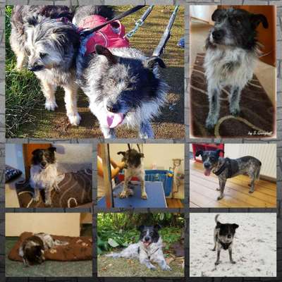 11. Collagen-Challenge
Dein*e Hund*e in verschiedenen Lebensphasen-Beitrag-Bild