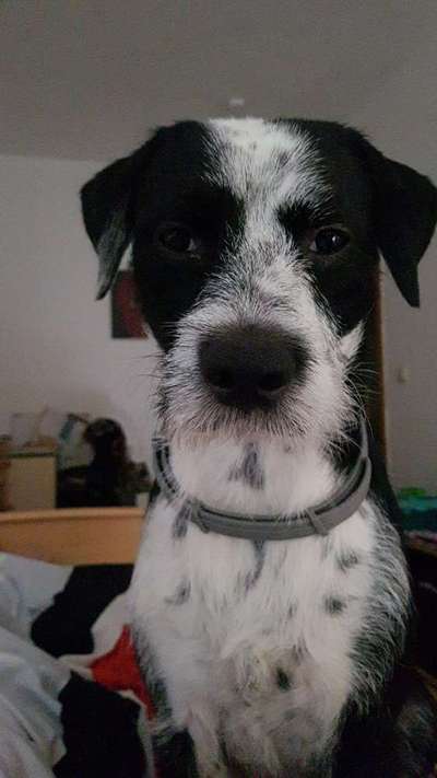 Fotochallenge - fremde Hunde-Beitrag-Bild