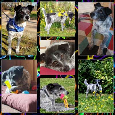 16. Collagen-Challenge  "Dein Hund ganz bunt - bring Farbe ins Spiel"-Beitrag-Bild