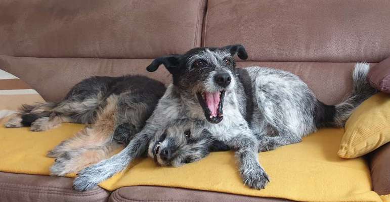 FOTOCHALLENGE 68: Dein Hund und sein bester Freund-Beitrag-Bild