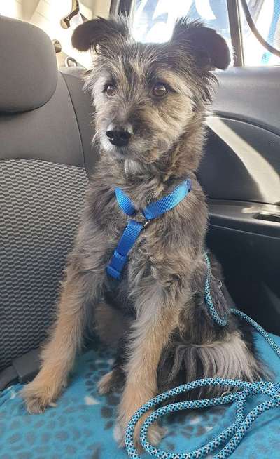 FOTOCHALLENGE 70 - Dein Hund im Auto-Beitrag-Bild