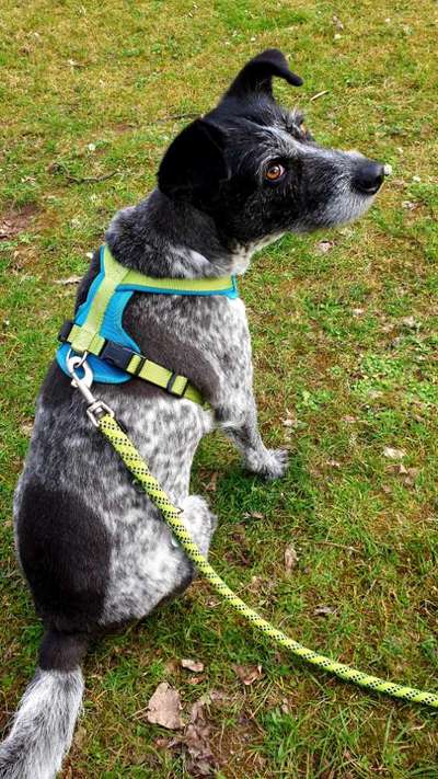 Dogorama Photo Challenge - an der Leine-Beitrag-Bild